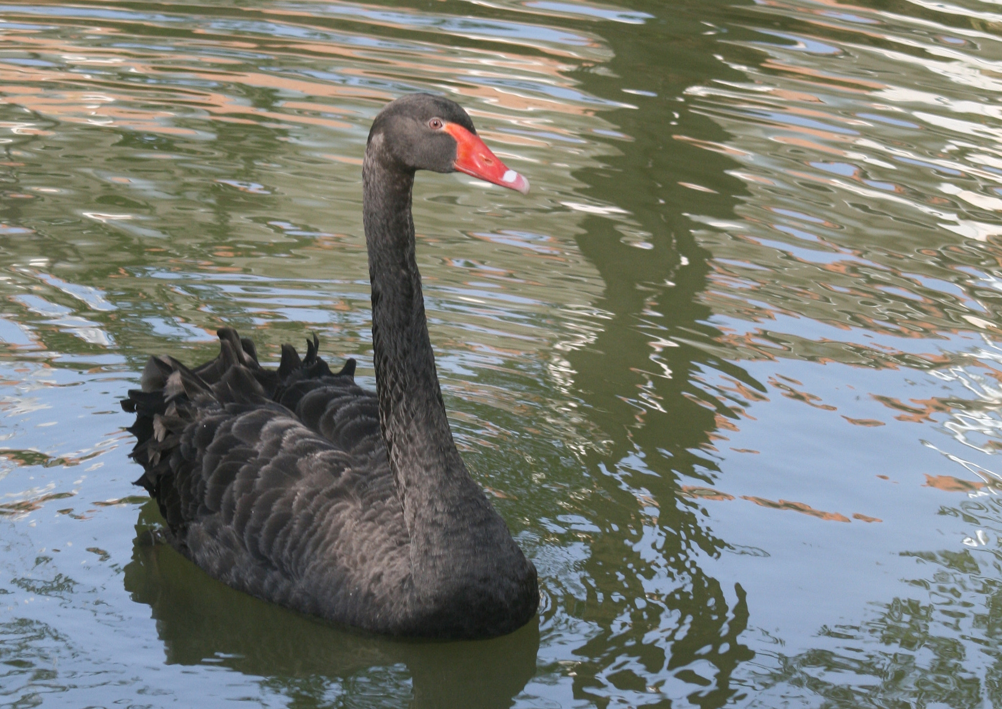 Canon EF 35-80mm f/4-5.6 sample photo. A photography