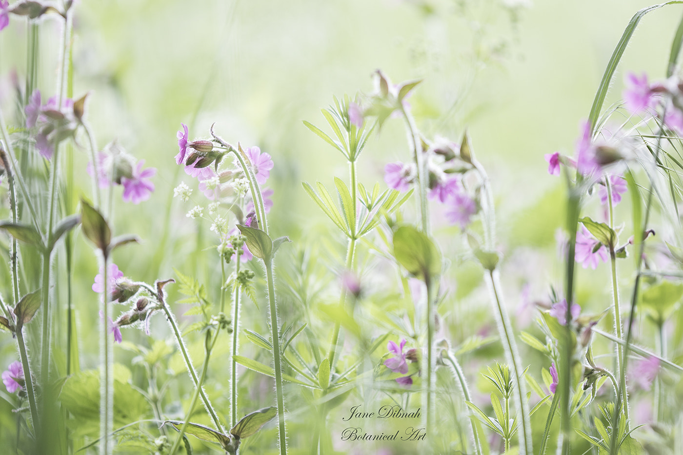Canon EF 180mm F3.5L Macro USM sample photo. Spring wilderness photography