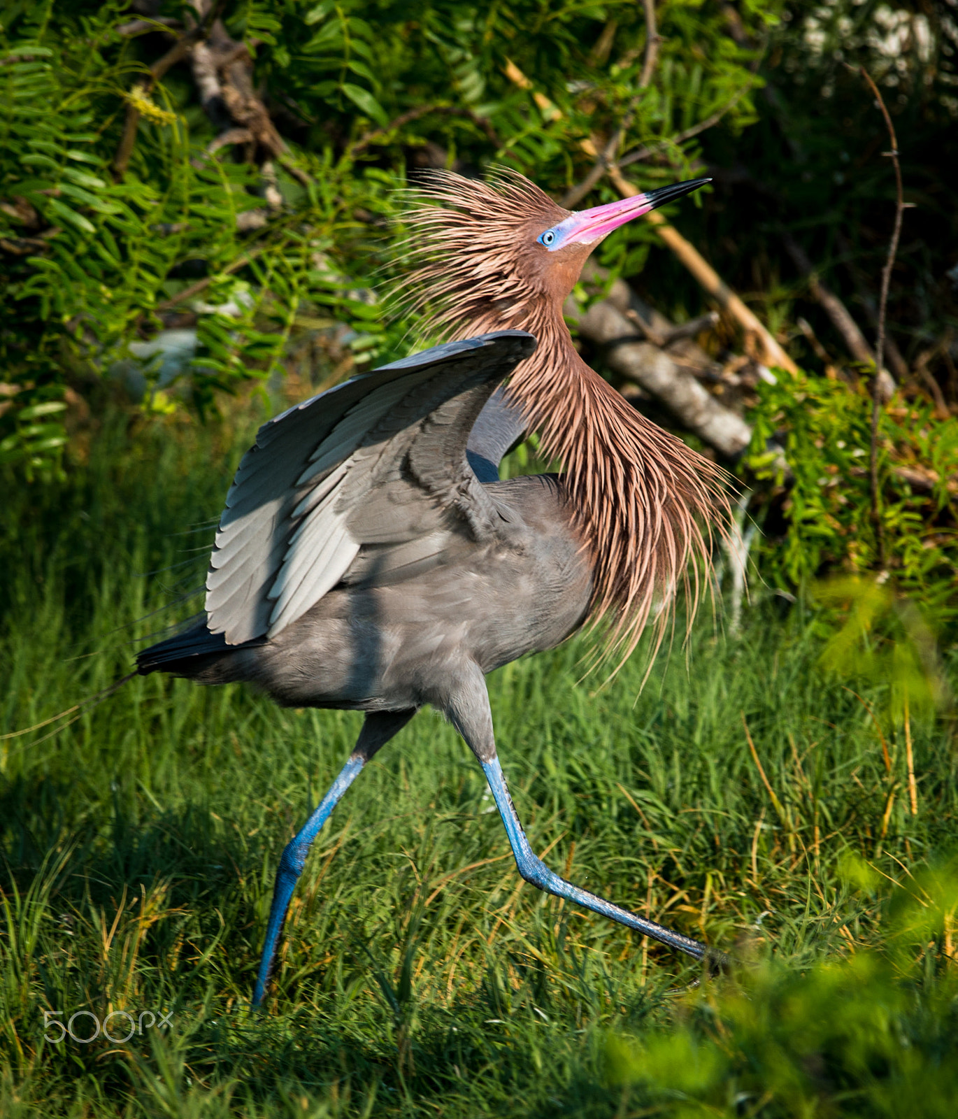 Nikon D800 + Nikon AF-S Nikkor 600mm F4G ED VR sample photo. The strut photography