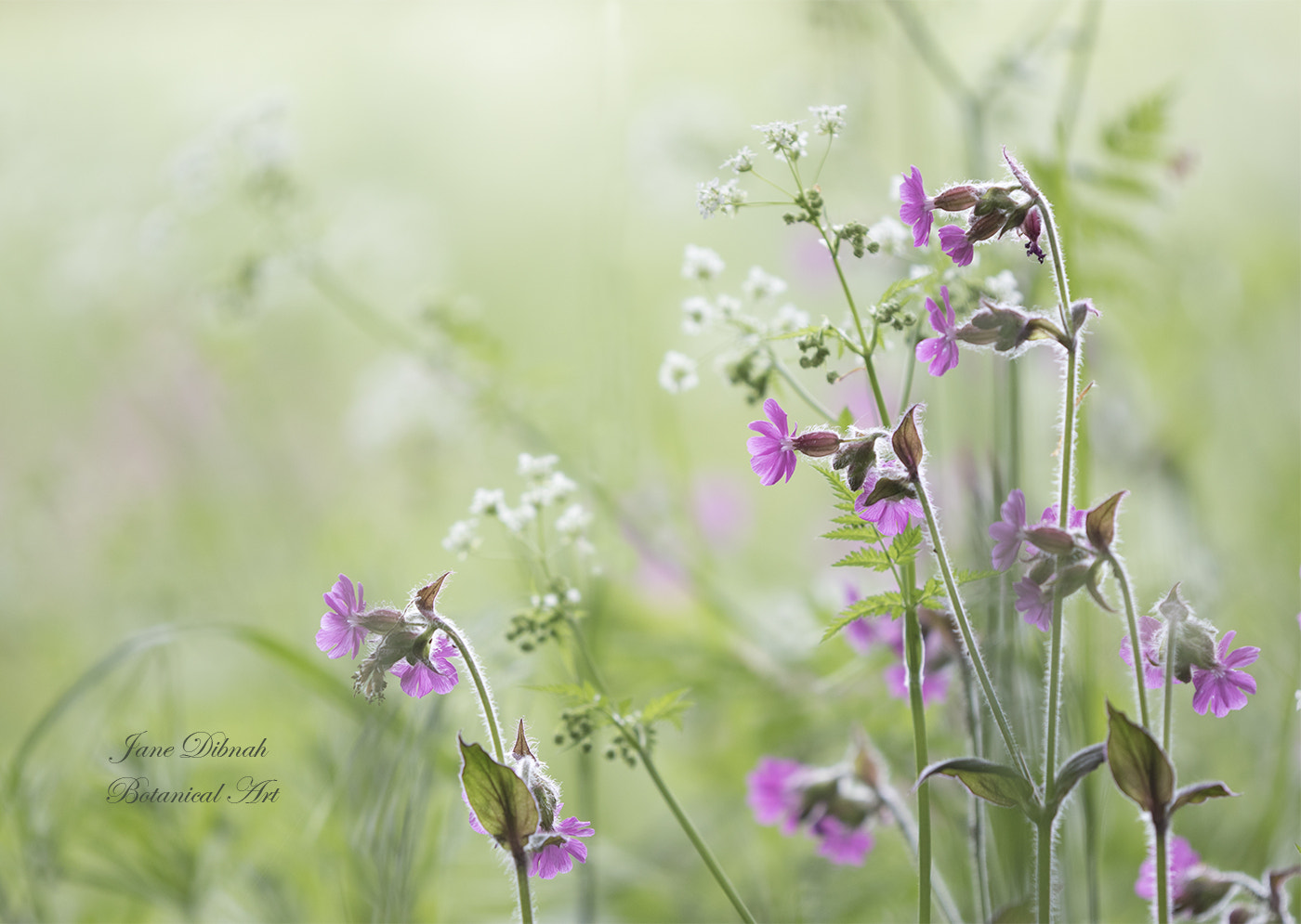 Canon EF 180mm F3.5L Macro USM sample photo. Naturescape photography