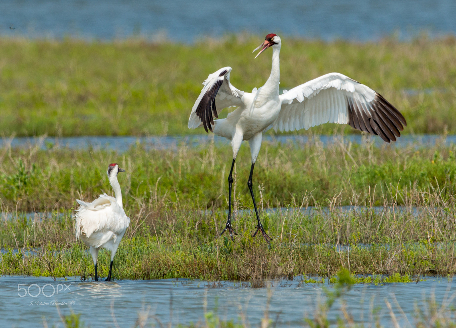 Nikon D800 + Nikon AF-S Nikkor 600mm F4G ED VR sample photo. Do i look good to ya now photography