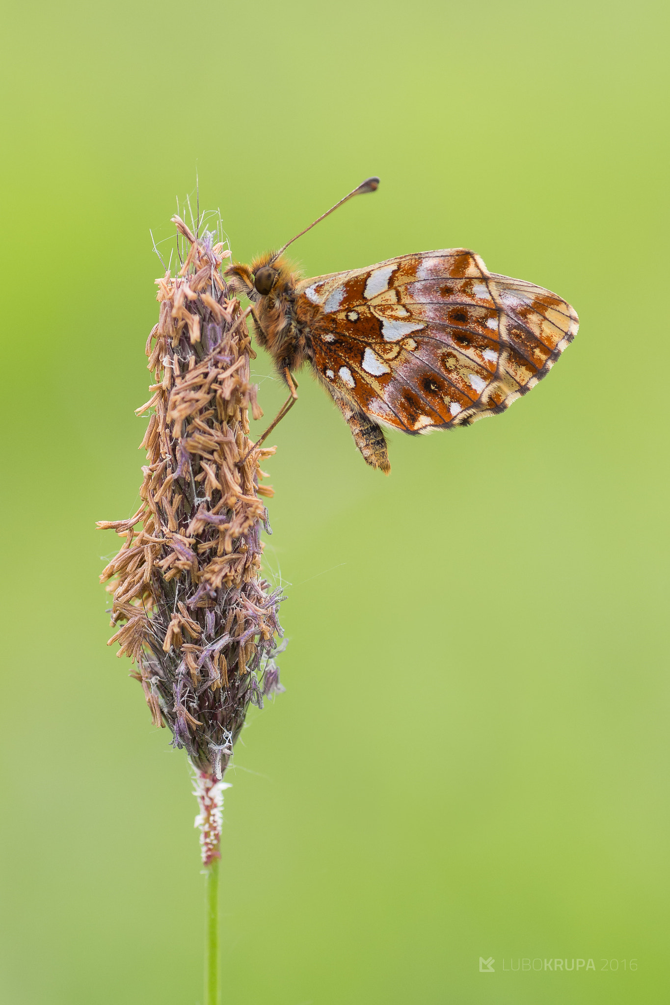 Pentax K-r + Tamron SP AF 90mm F2.8 Di Macro sample photo. Boloria dia photography