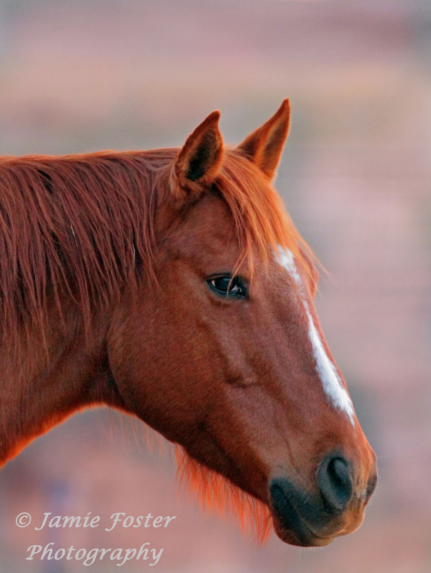 Canon EF 100-400mm F4.5-5.6L IS II USM sample photo. Portrait of rags photography