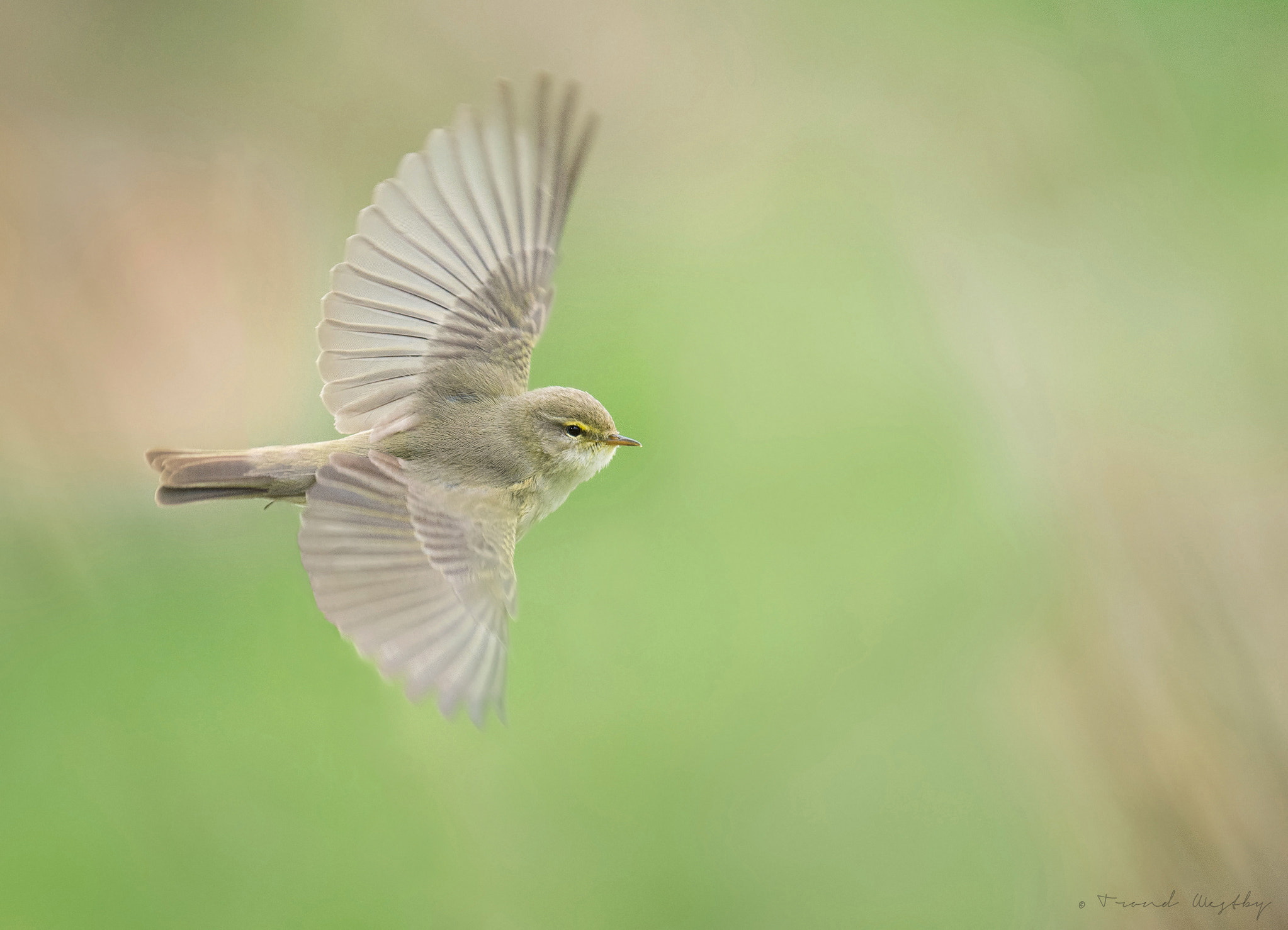 Nikon AF-S Nikkor 300mm F2.8G ED VR II sample photo. Willow warbler photography