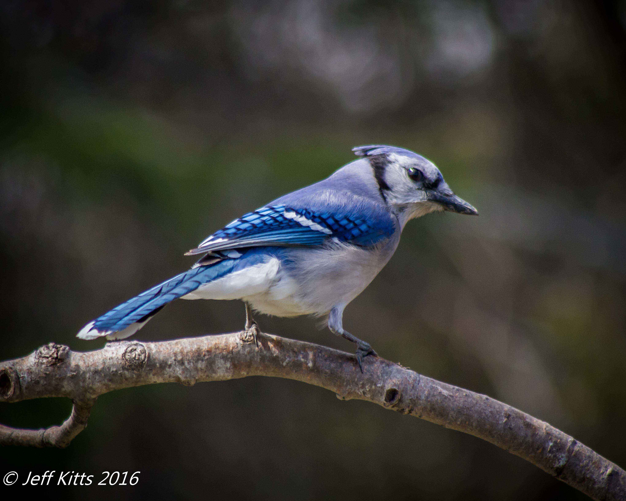 Canon EF 75-300mm f/4-5.6 USM sample photo. 3588 photography