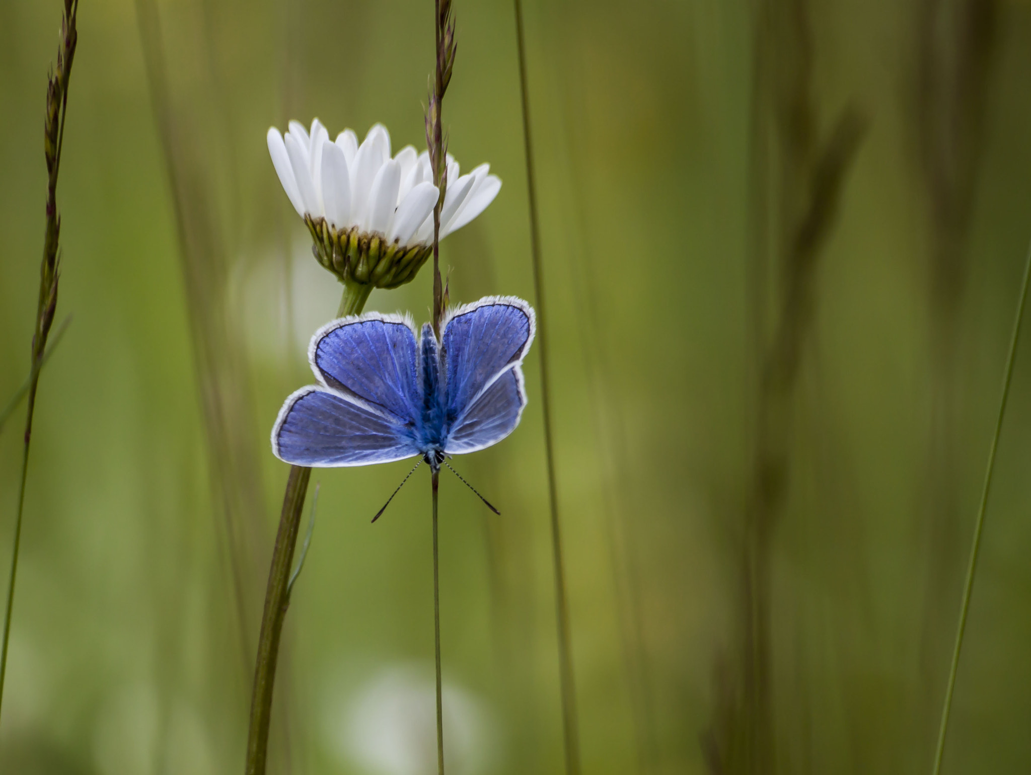 Sigma 70-300mm F4-5.6 APO DG Macro sample photo. Blue photography