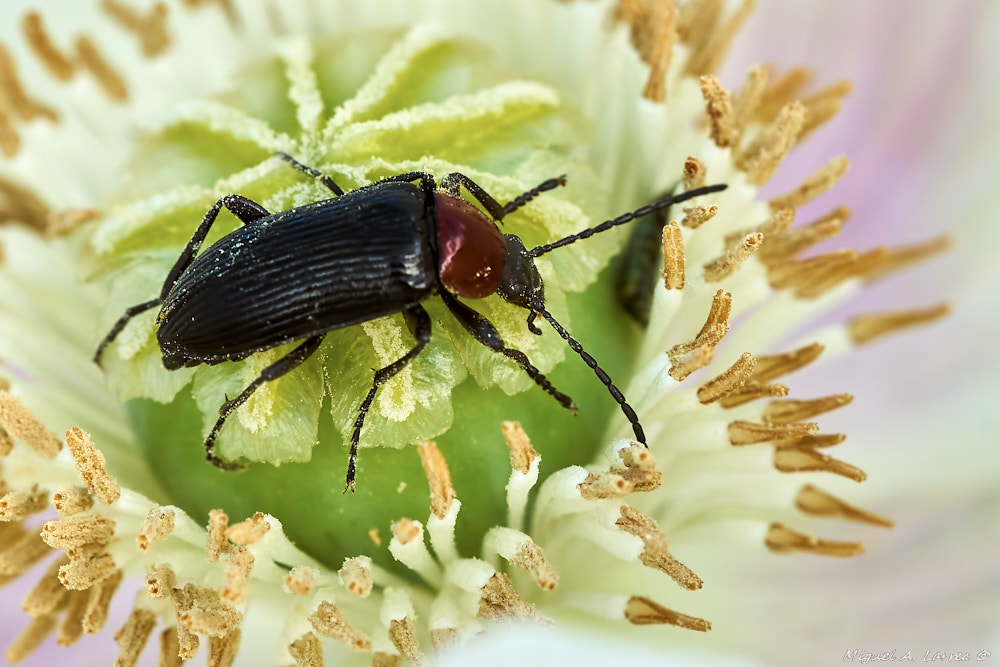 Sony ILCA-77M2 + 150mm F2.8 sample photo. Heliotaurus ruficollis photography