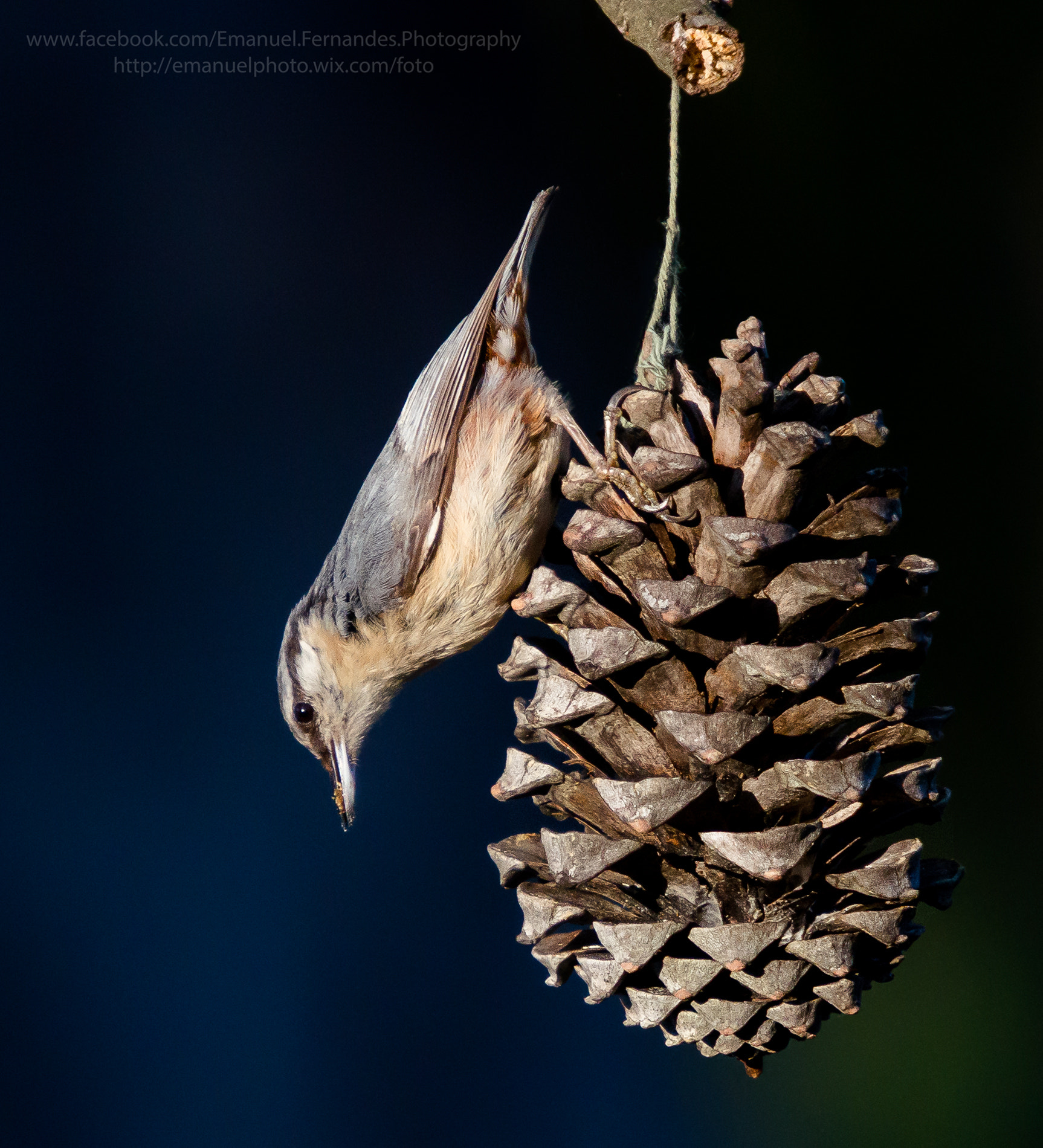 Sony Alpha DSLR-A580 sample photo. Trepadeira-azul photography