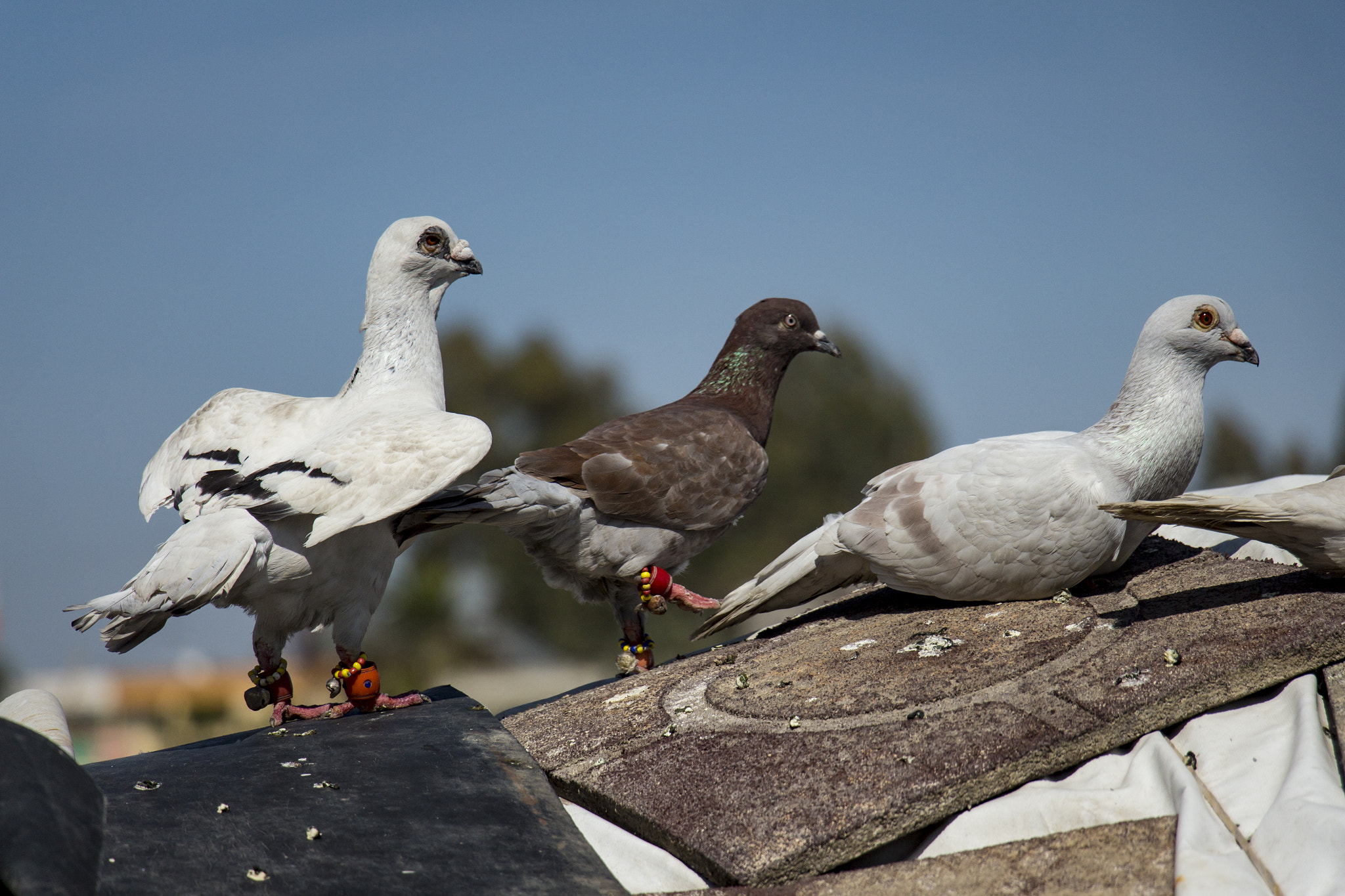 Canon EOS 650D (EOS Rebel T4i / EOS Kiss X6i) sample photo. Broken wings photography