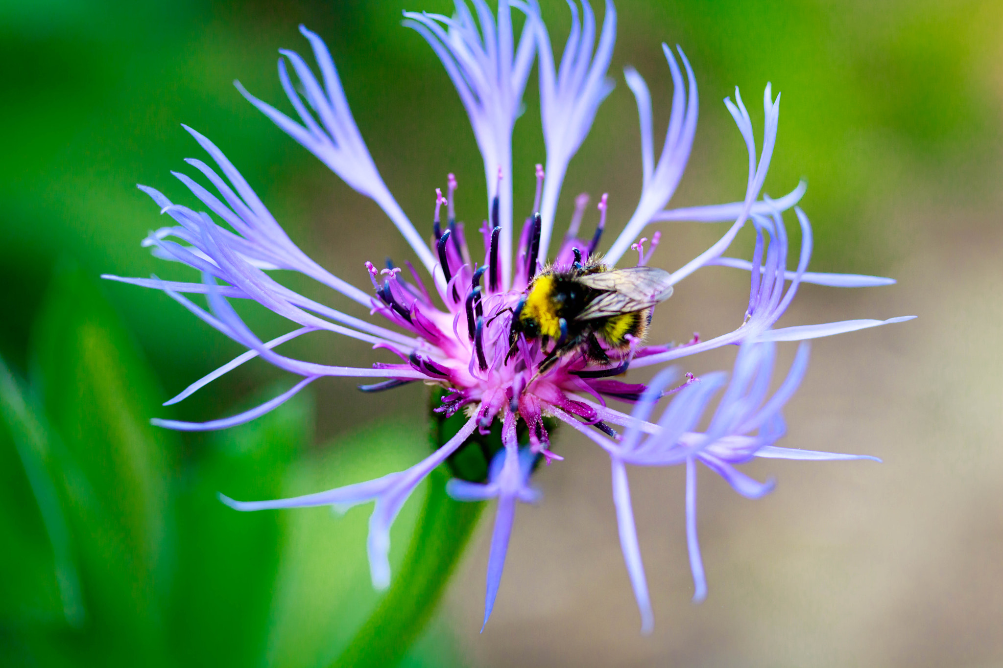 Canon EF-S 60mm F2.8 Macro USM sample photo. Bee jj photography