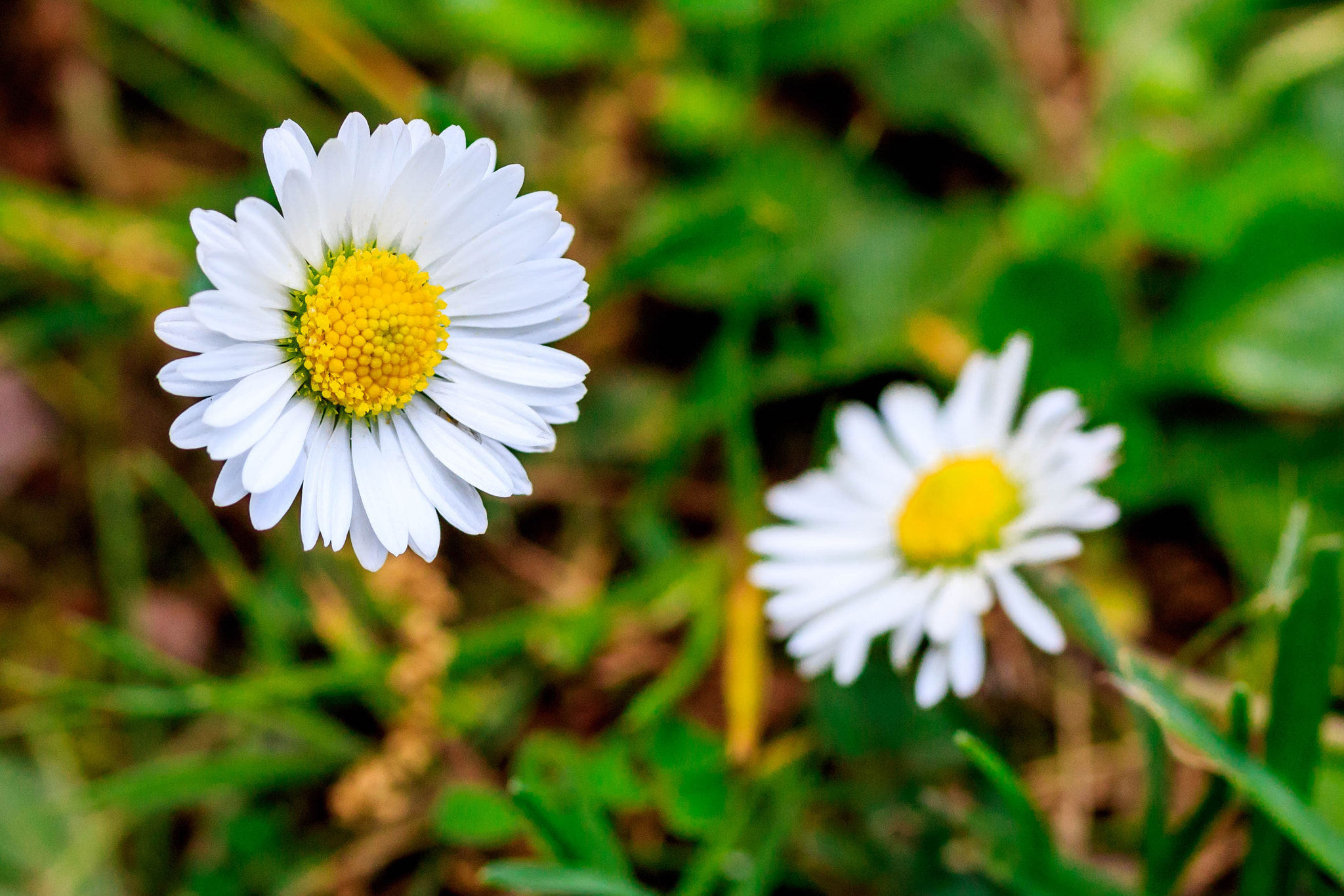 Canon EF-S 60mm F2.8 Macro USM sample photo. Flowers jj photography