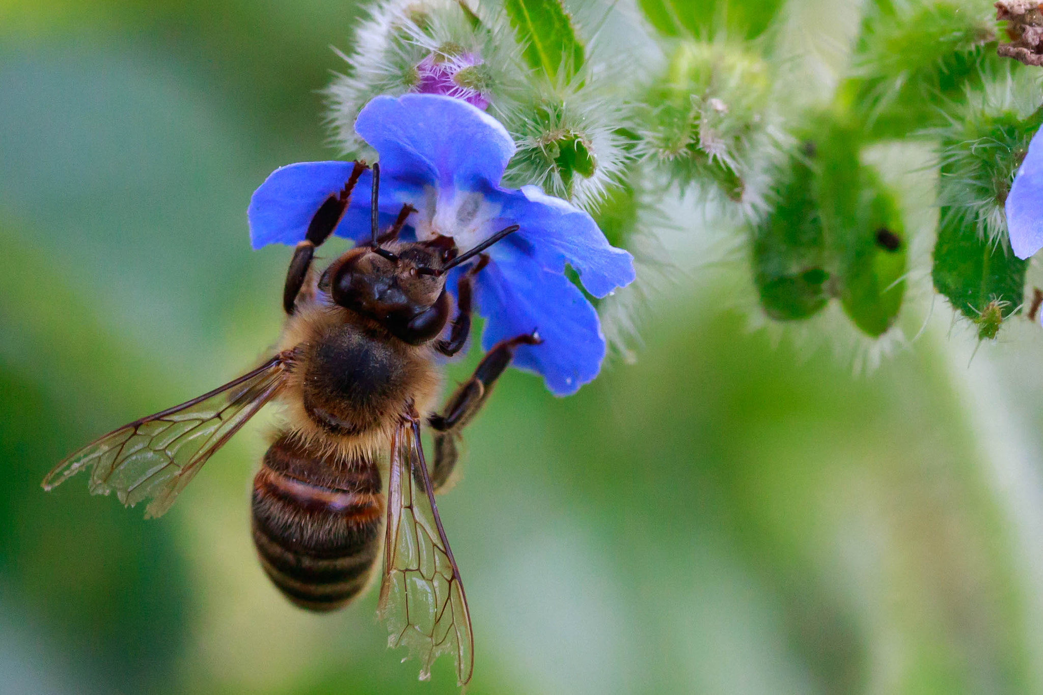 Canon EF-S 60mm F2.8 Macro USM sample photo. Bee2 jj photography