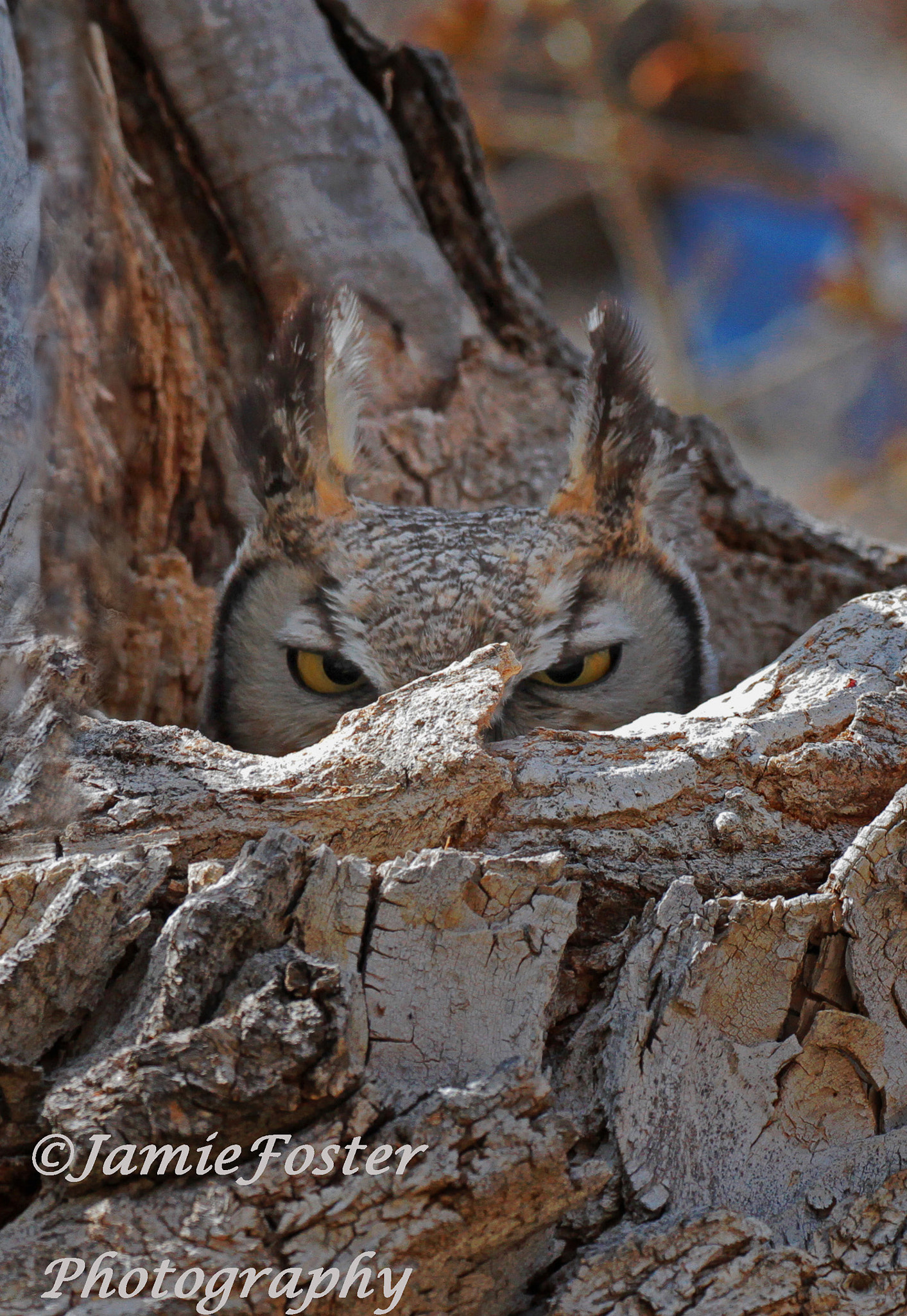 Canon EOS 7D + Canon EF 100-400mm F4.5-5.6L IS II USM sample photo. Eyes on you photography