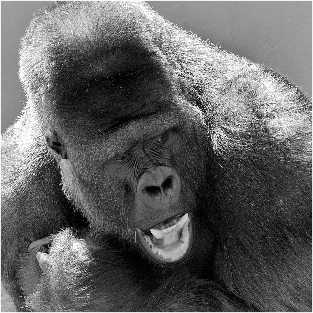 Canon EF 100-400mm F4.5-5.6L IS II USM sample photo. Silverback photography