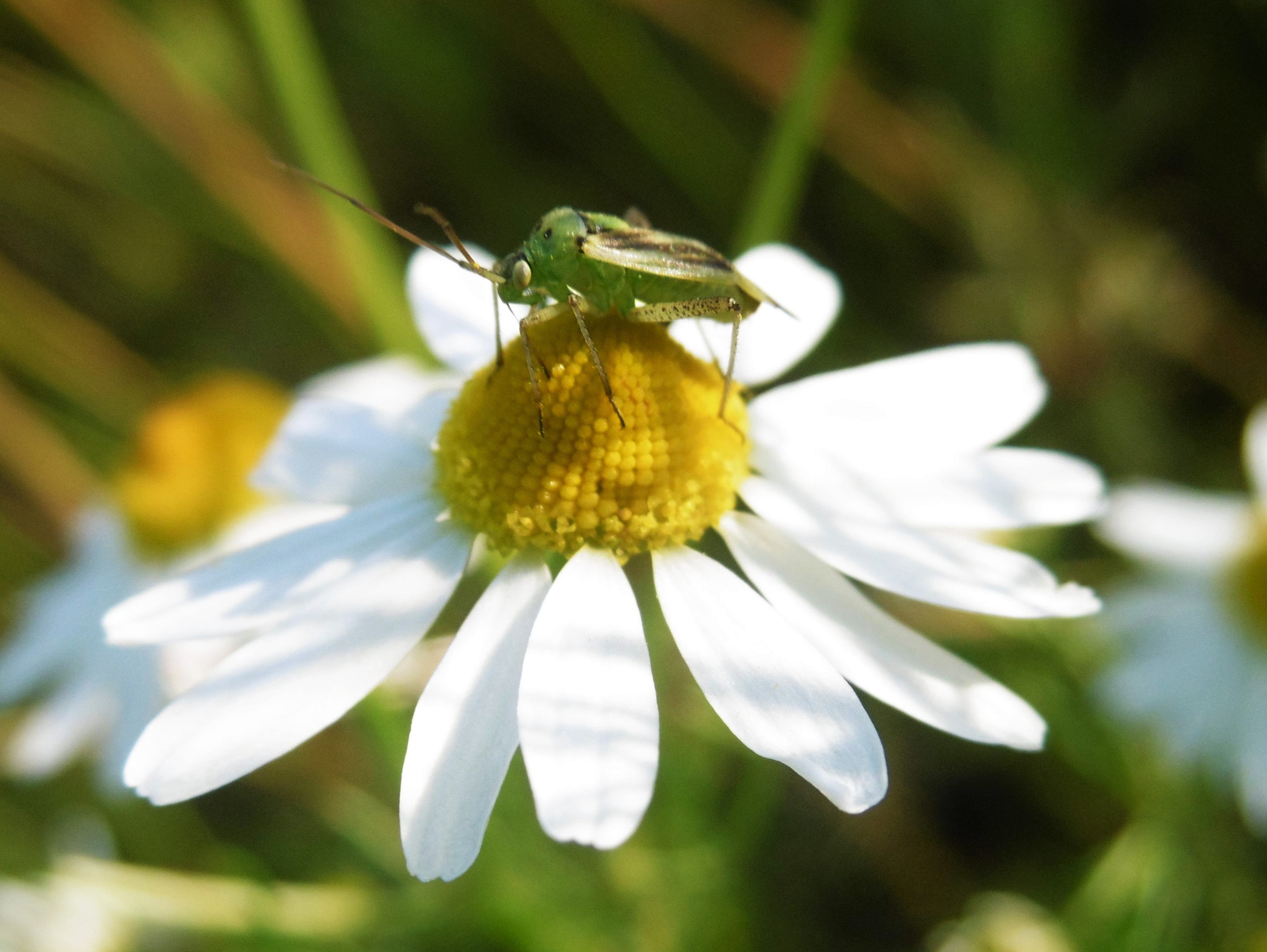 Panasonic DMC-SZ8 sample photo. Green bug photography