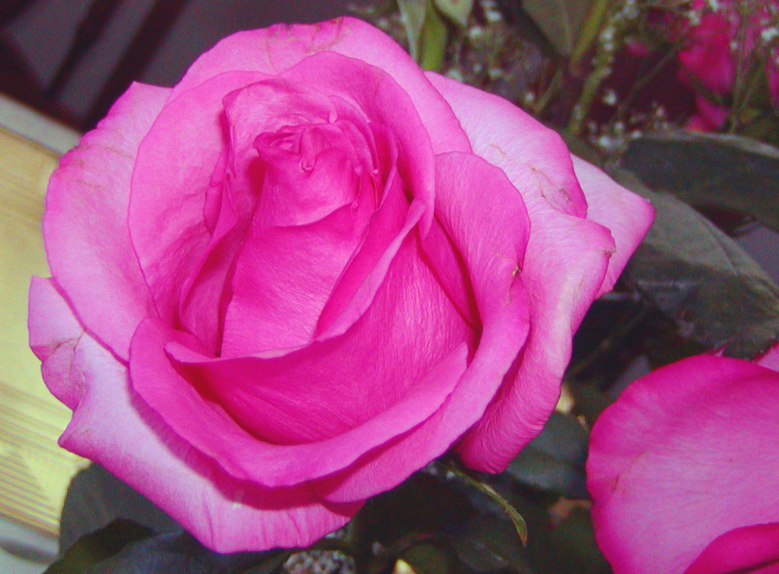 Olympus C700UZ sample photo. Pink screamer rose photography