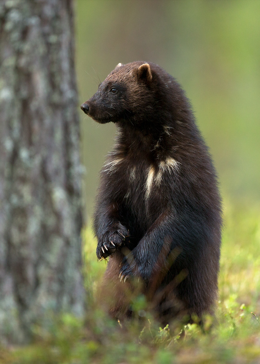 Canon EF 400mm F2.8L IS USM sample photo. Wolverine photography