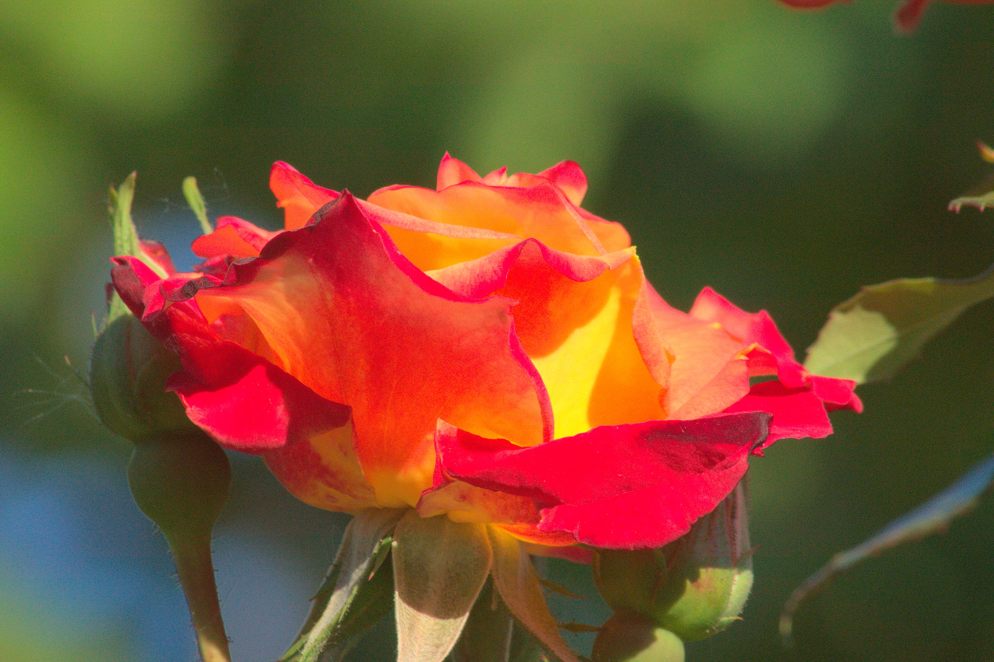 Canon EF 75-300mm F4.0-5.6 IS USM sample photo. Charming may rose photography