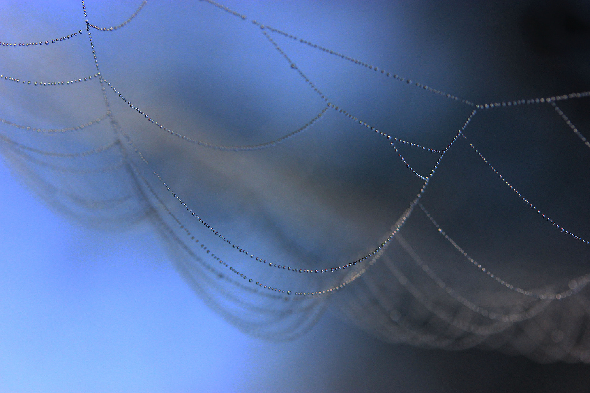 Canon EF-S 60mm F2.8 Macro USM sample photo. Faint web photography