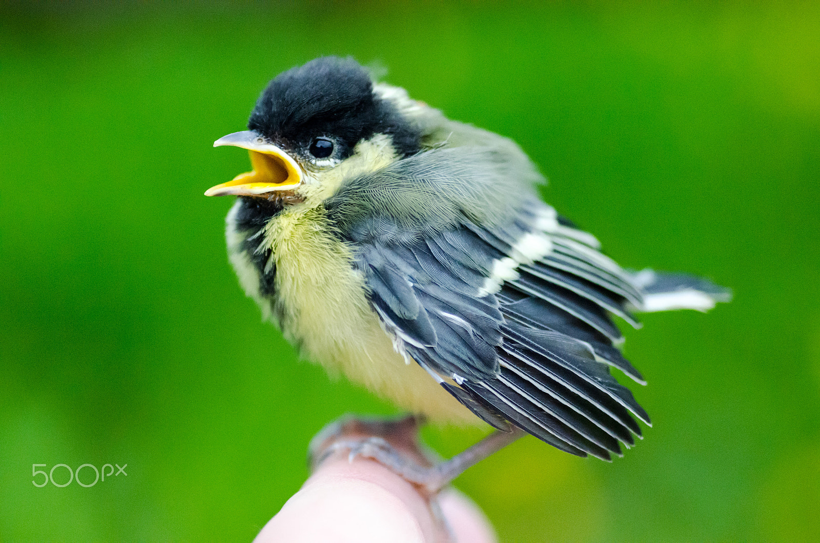 Tamron SP AF 90mm F2.8 Di Macro sample photo. Very young titmouse photography