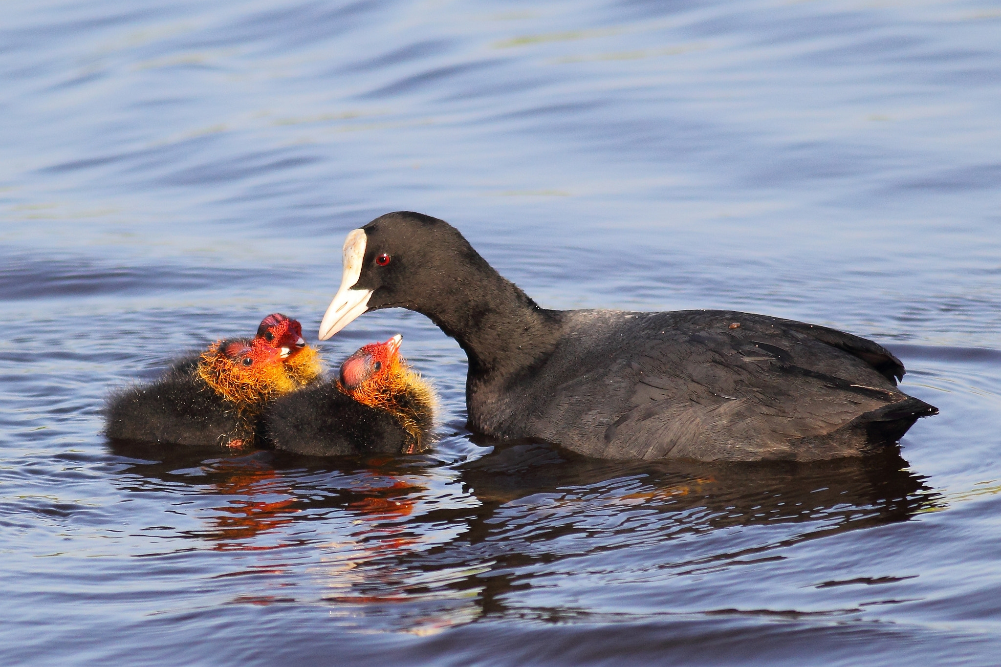 Canon EOS 60D + Canon EF 400mm F5.6L USM sample photo. A common photography