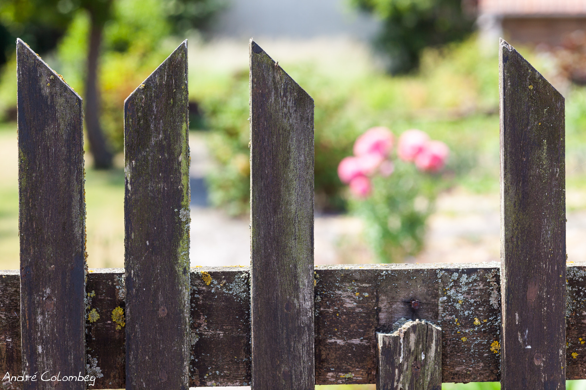 Sigma 50mm f/2.8 EX sample photo. Escape photography