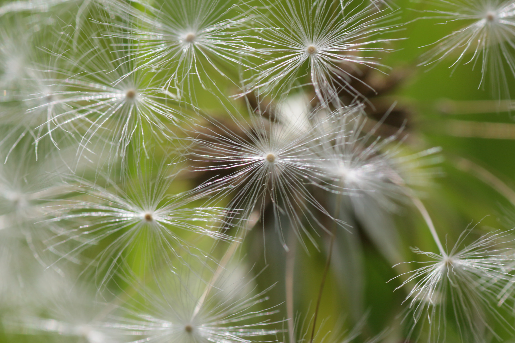 Canon EOS 650D (EOS Rebel T4i / EOS Kiss X6i) + Tamron SP AF 90mm F2.8 Di Macro sample photo. N.t. photography