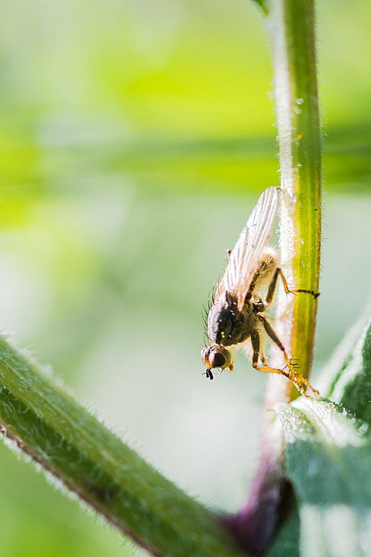 Olympus OM-D E-M5 II + OLYMPUS 50mm Lens sample photo. Mosquito photography