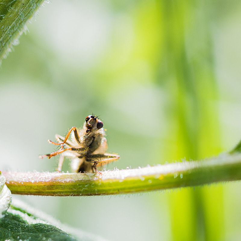 Olympus OM-D E-M5 II + OLYMPUS 50mm Lens sample photo. Mosquito photography