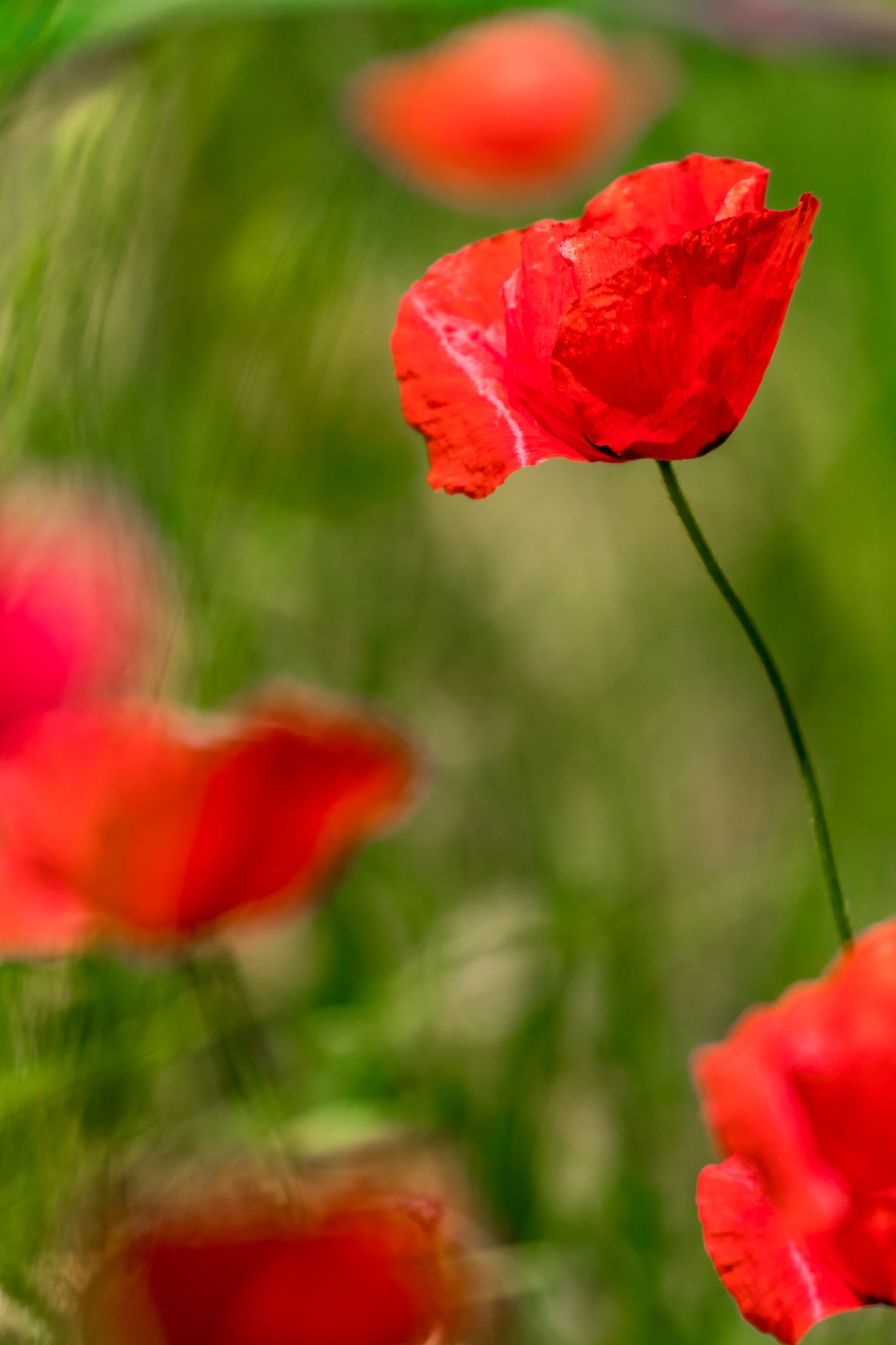 Canon EF 100-400mm F4.5-5.6L IS II USM sample photo. Dream in red photography