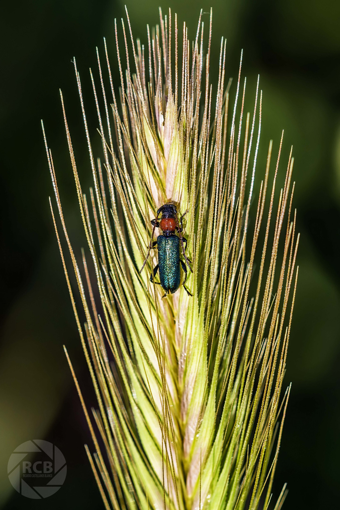 Sigma 180mm F3.5 EX DG Macro sample photo. Mis macros photography