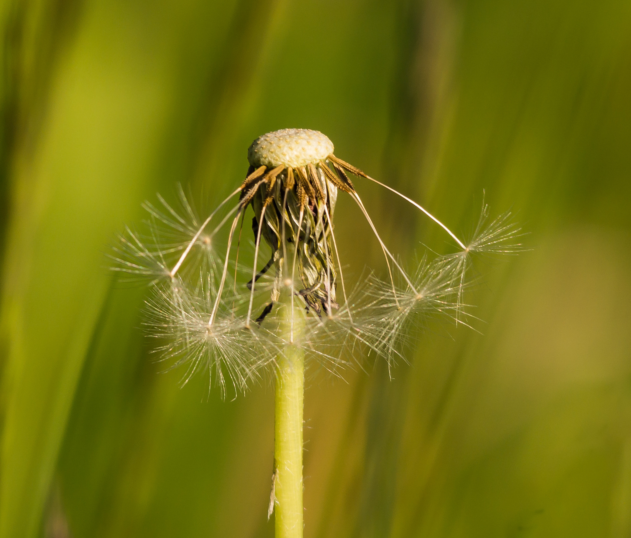 Sony SLT-A77 + Sigma 150-500mm F5-6.3 DG OS HSM sample photo. Pusteblume photography