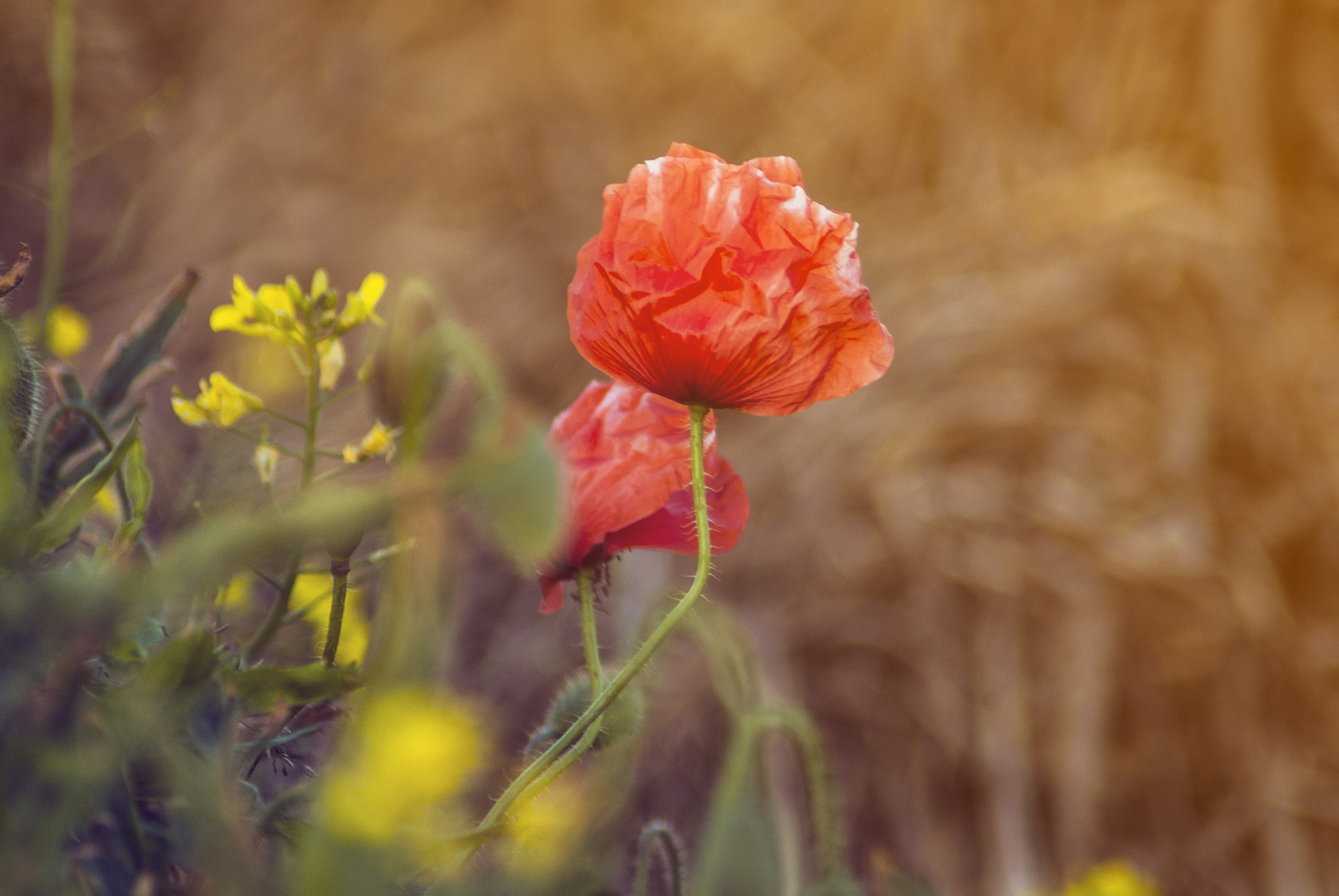 Nikon D70s sample photo