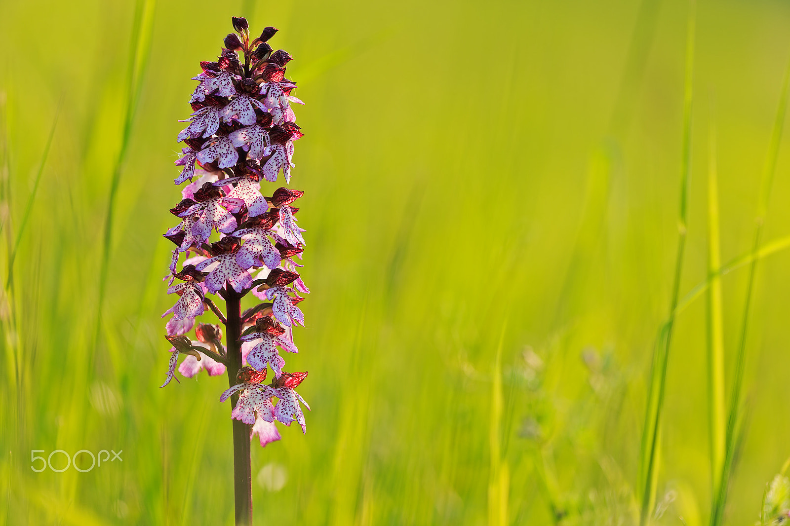 Canon EF 180mm F3.5L Macro USM sample photo. Orchis purpurea photography