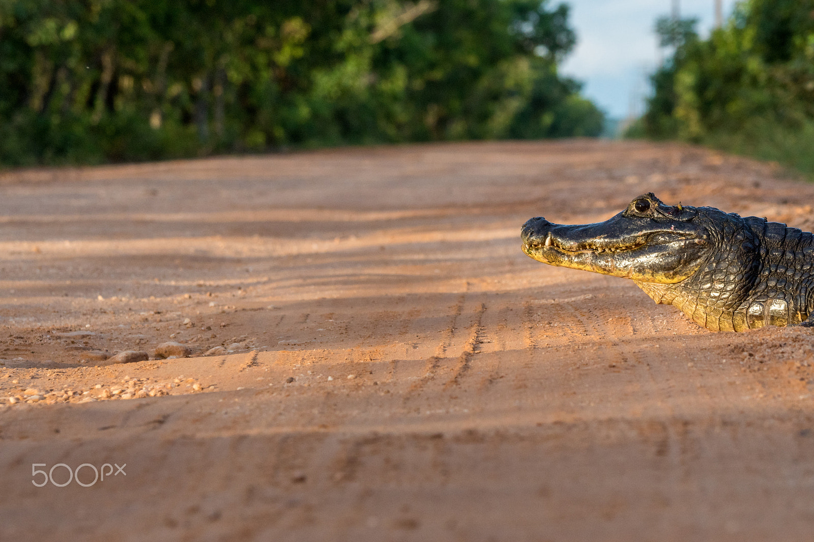 Sony ILCA-77M2 + Sony 70-400mm F4-5.6 G SSM sample photo. Caiman on transpantaneira photography