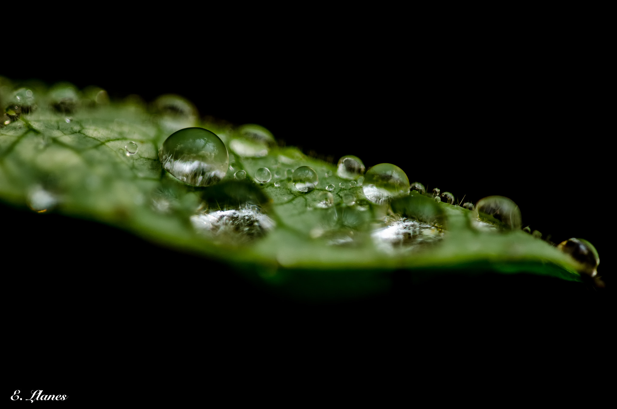 Sigma 150mm F2.8 EX DG Macro HSM sample photo. Gotas de lluvia photography