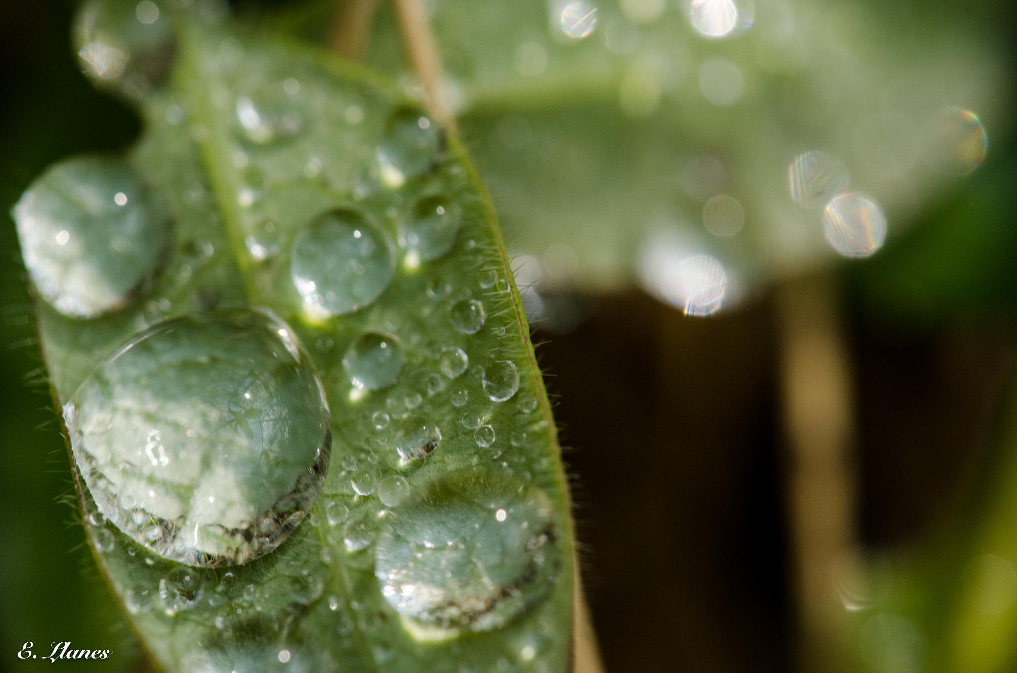 Sigma 150mm F2.8 EX DG Macro HSM sample photo. Gotas en la hierba photography