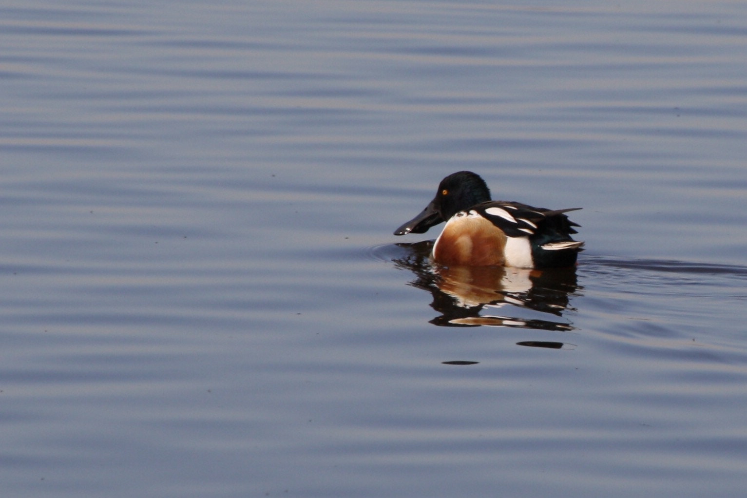 Canon EOS 1000D (EOS Digital Rebel XS / EOS Kiss F) + Canon 18-270mm sample photo. One lonely duck (?) photography