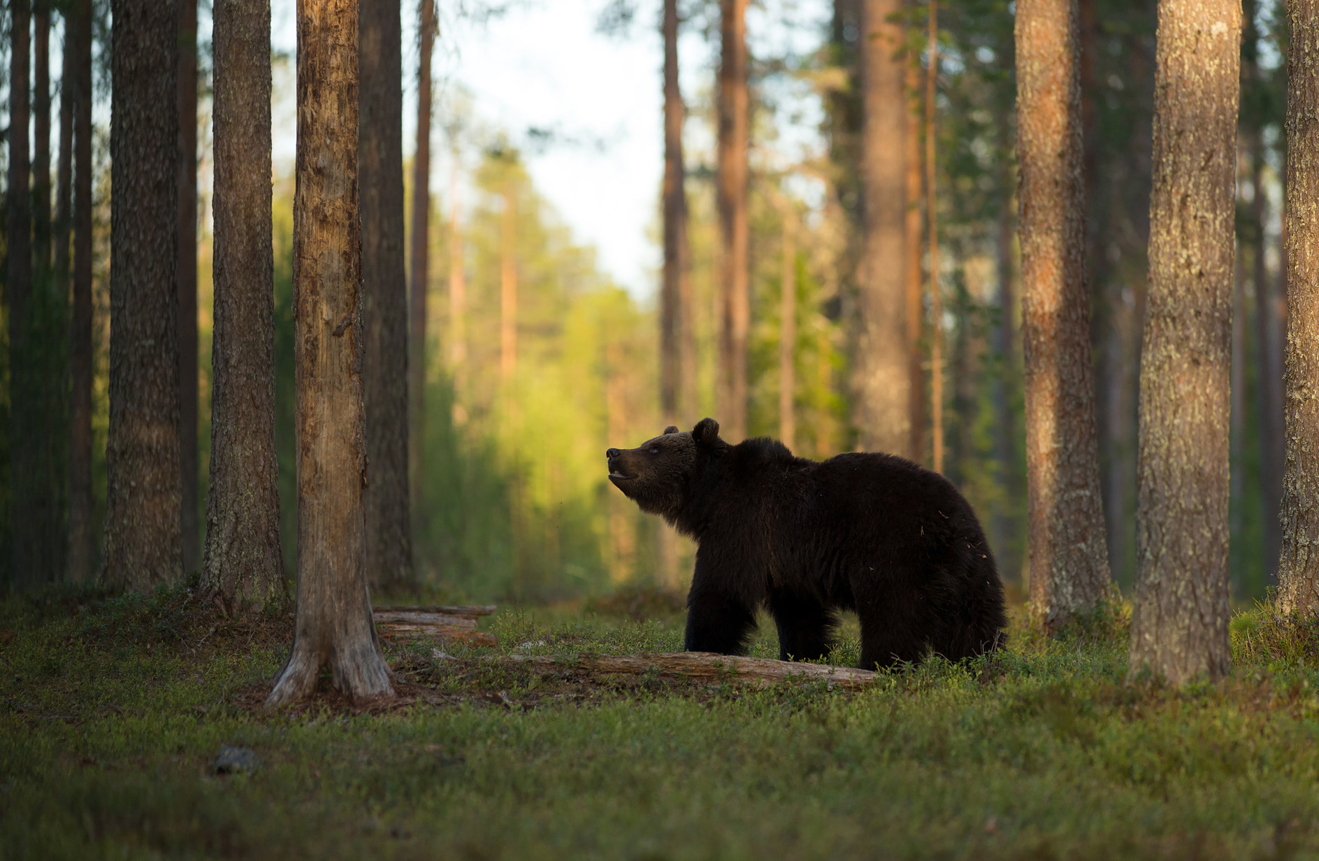 Canon EOS-1D X + Canon EF 200mm f/1.8L sample photo. The spring in the woods photography