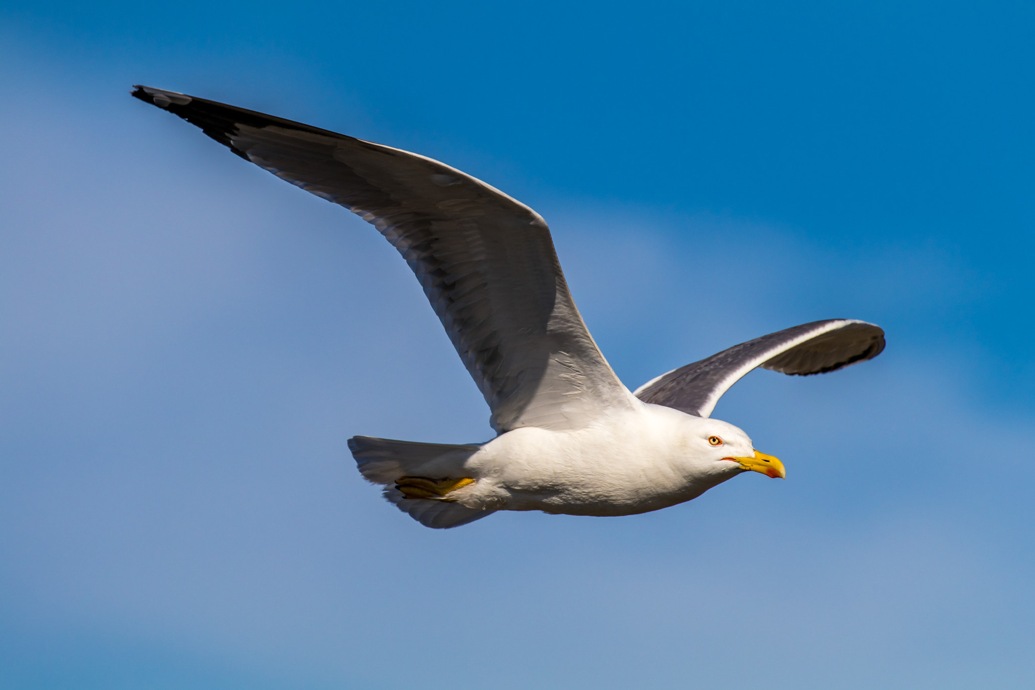 Canon EF 100-400mm F4.5-5.6L IS II USM sample photo. Free photography