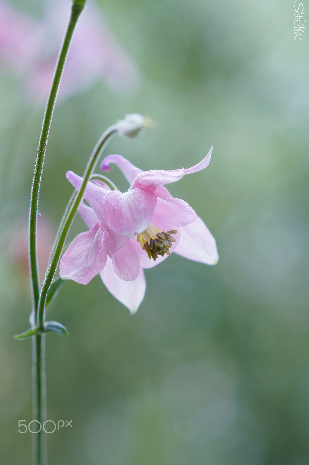Sony SLT-A35 + Tamron SP AF 90mm F2.8 Di Macro sample photo. Spring mood photography