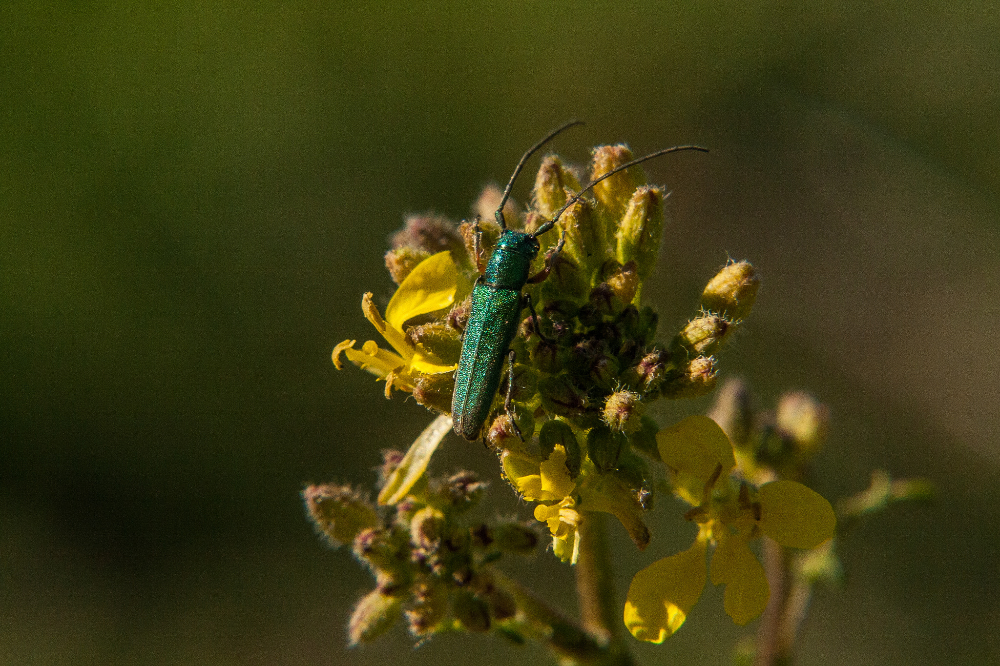 Canon EF-S 55-250mm F4-5.6 IS STM sample photo. Green bug photography