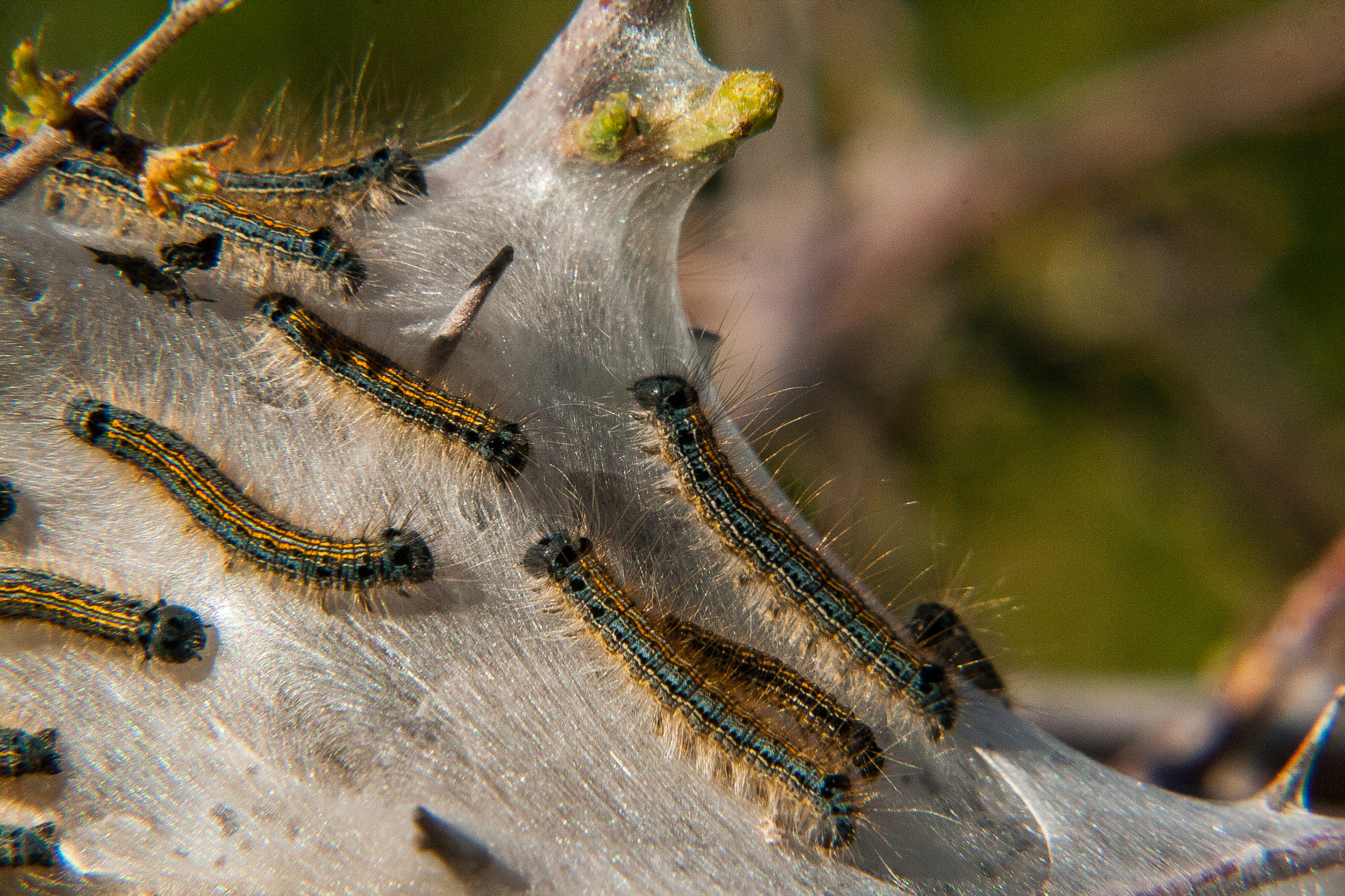 Canon EF-S 55-250mm F4-5.6 IS STM sample photo. Malacosoma photography