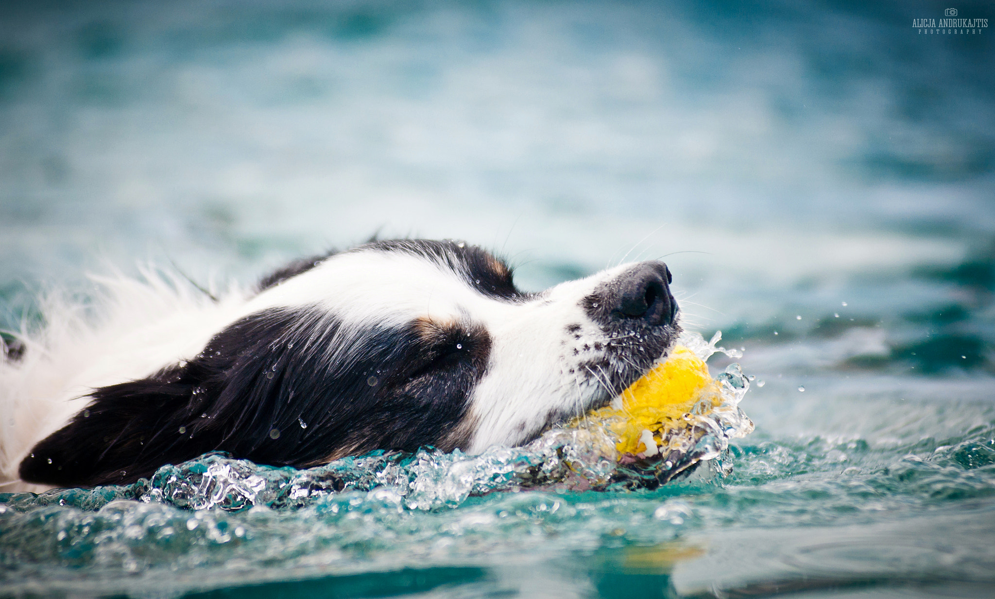 AF Zoom-Nikkor 80-200mm f/2.8 ED sample photo. Catch! photography