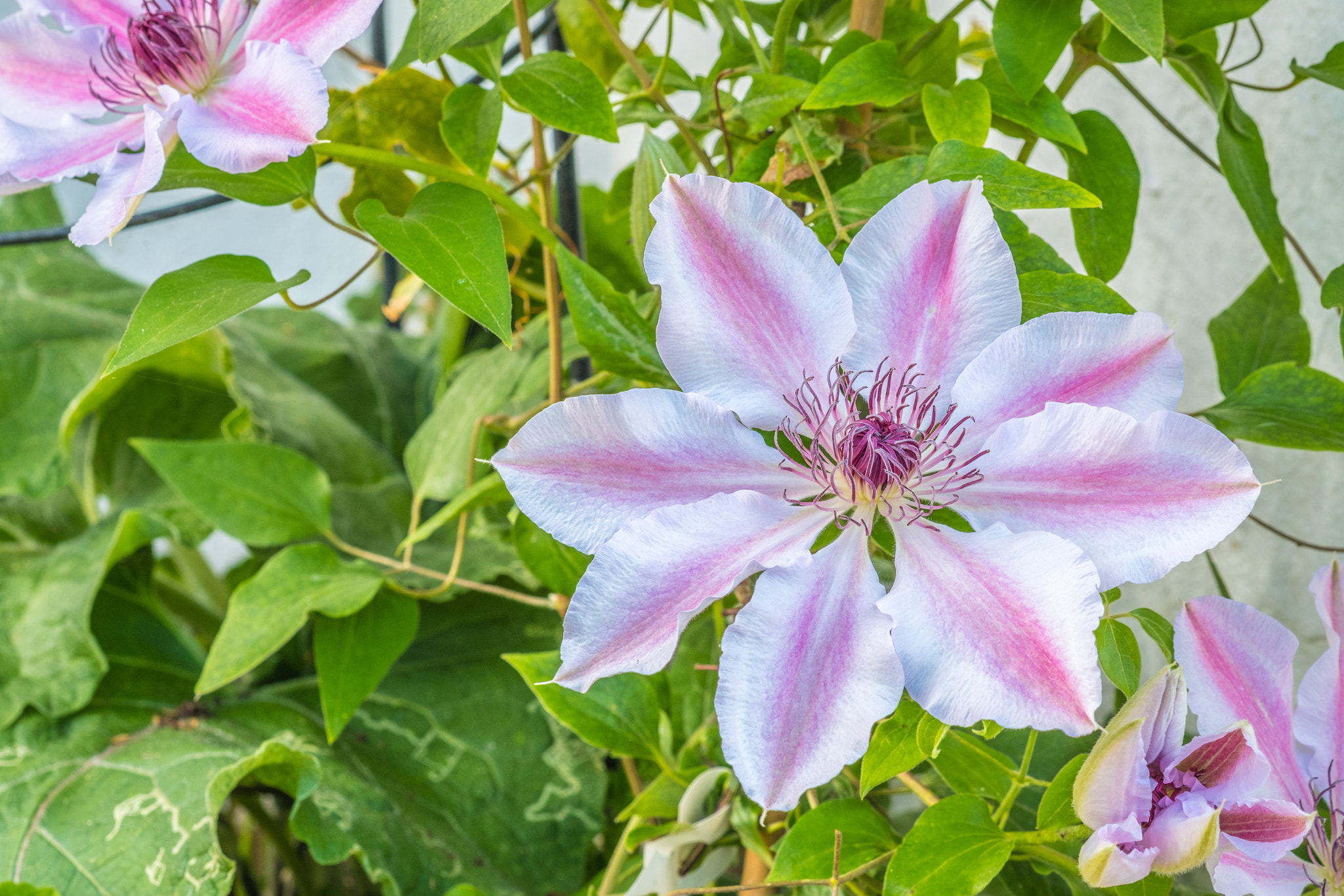 Fujifilm X-Pro2 + Fujifilm XF 60mm F2.4 R Macro sample photo. Clematis blooming in may photography