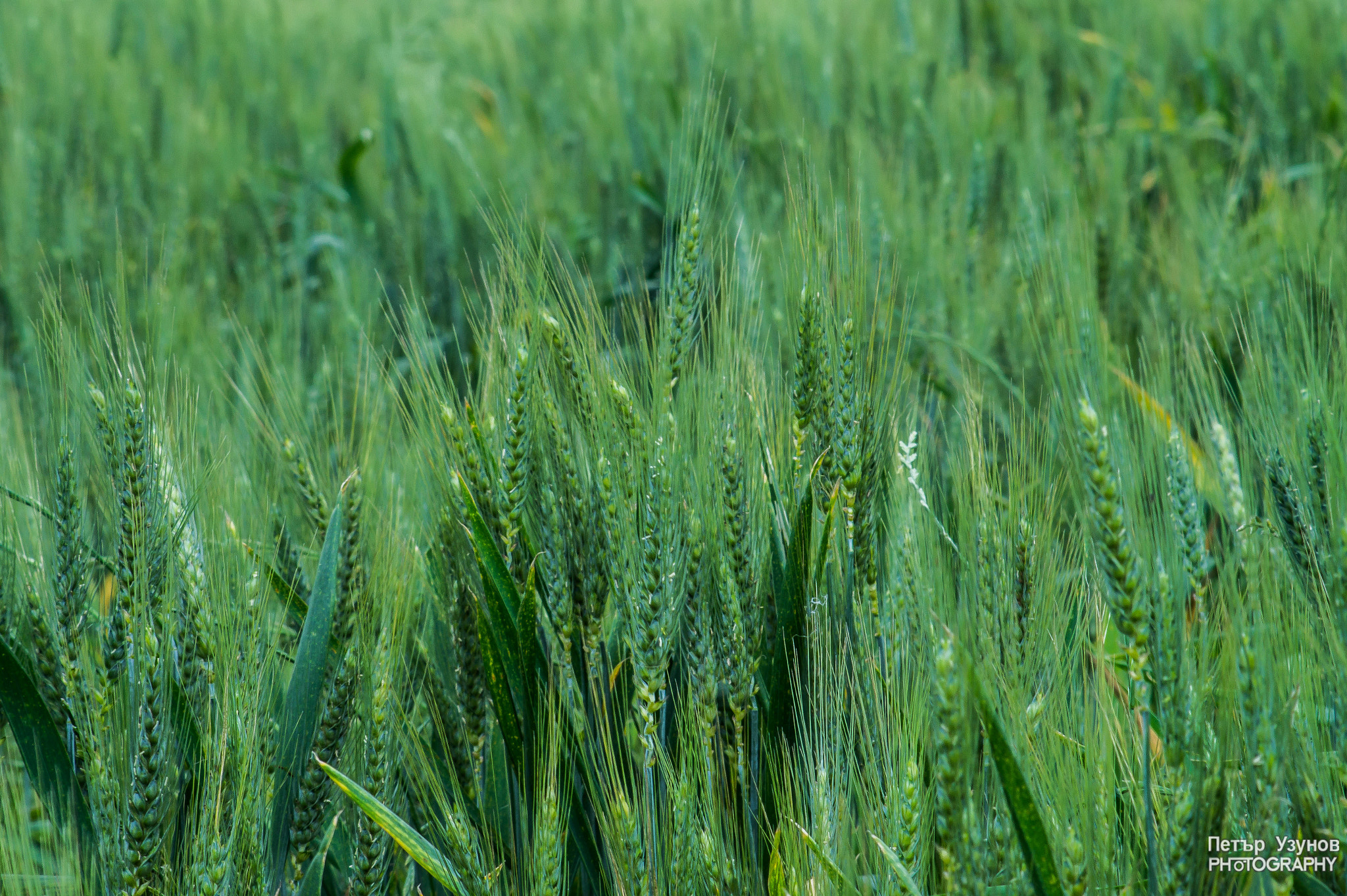 Sony SLT-A58 + Minolta AF 80-200mm F4.5-5.6 sample photo. Wheat photography