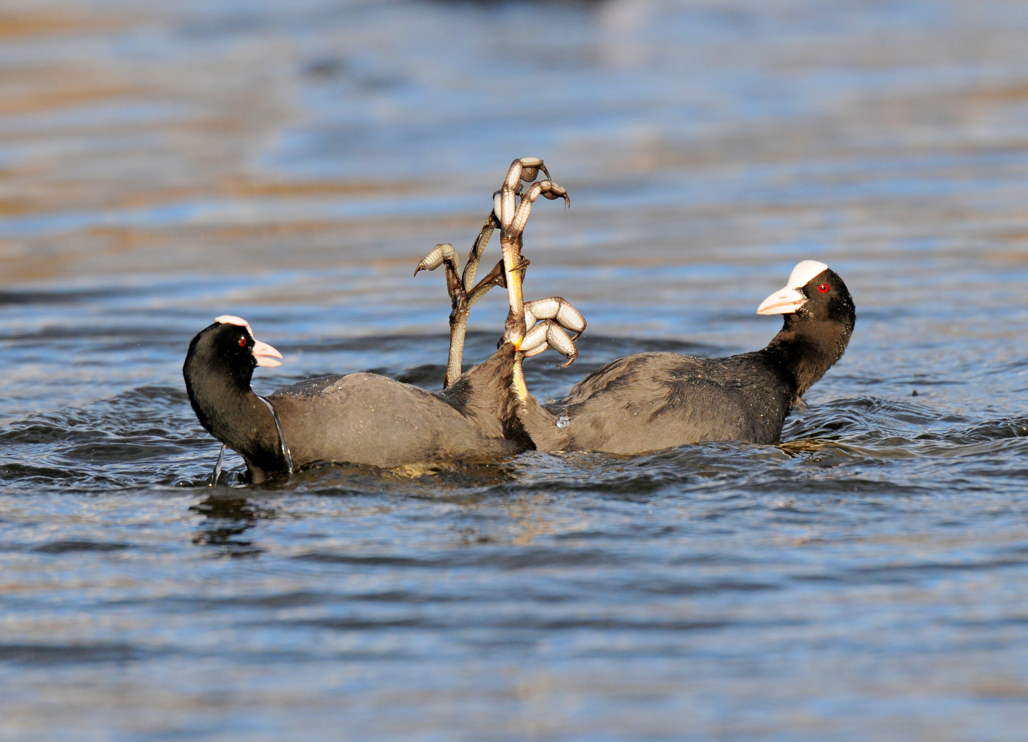 Nikon D300 + AF-S Nikkor 600mm f/4D IF-ED sample photo. Duel photography