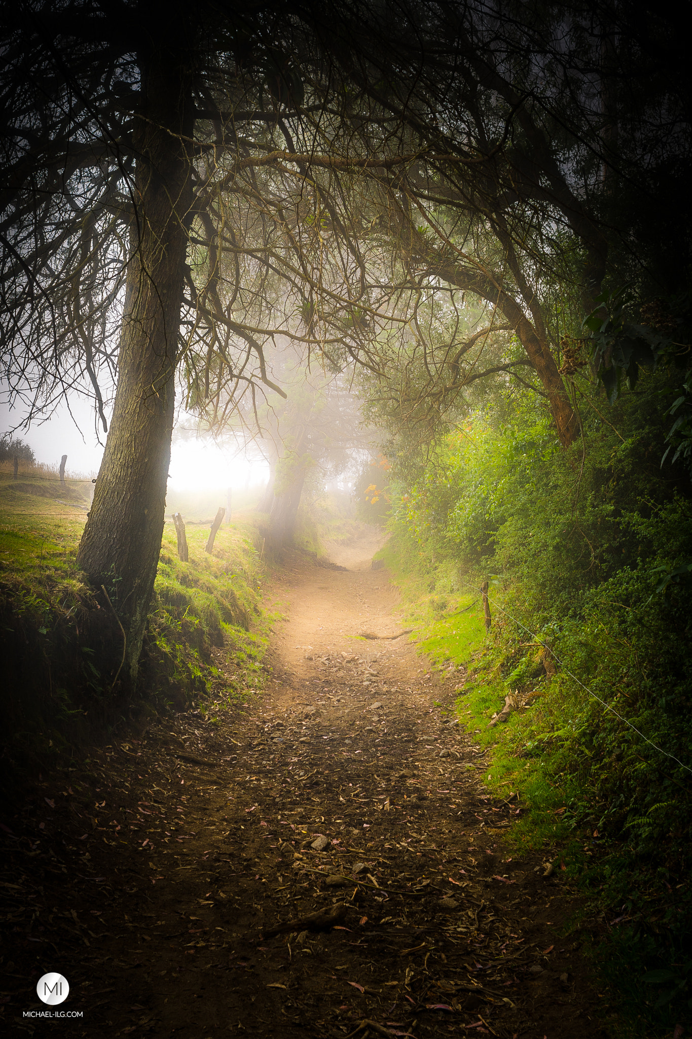 Nikon D7100 + AF Nikkor 28mm f/2.8 sample photo. Misty forest photography