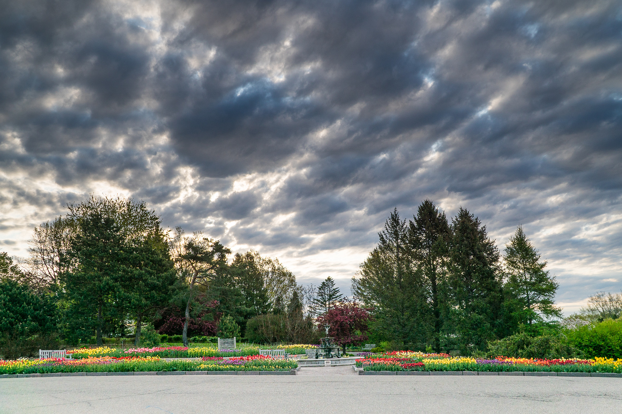 Sony DT 18-200mm F3.5-6.3 sample photo. Stormy day tulips, minnesota photography