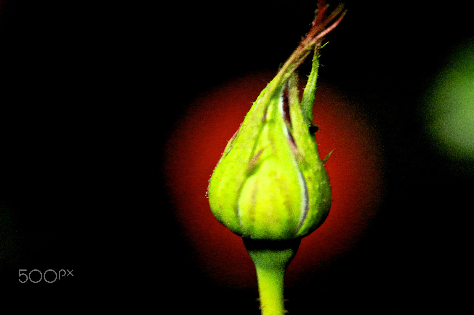 Canon EF-S 60mm F2.8 Macro USM sample photo. Rose bud photography